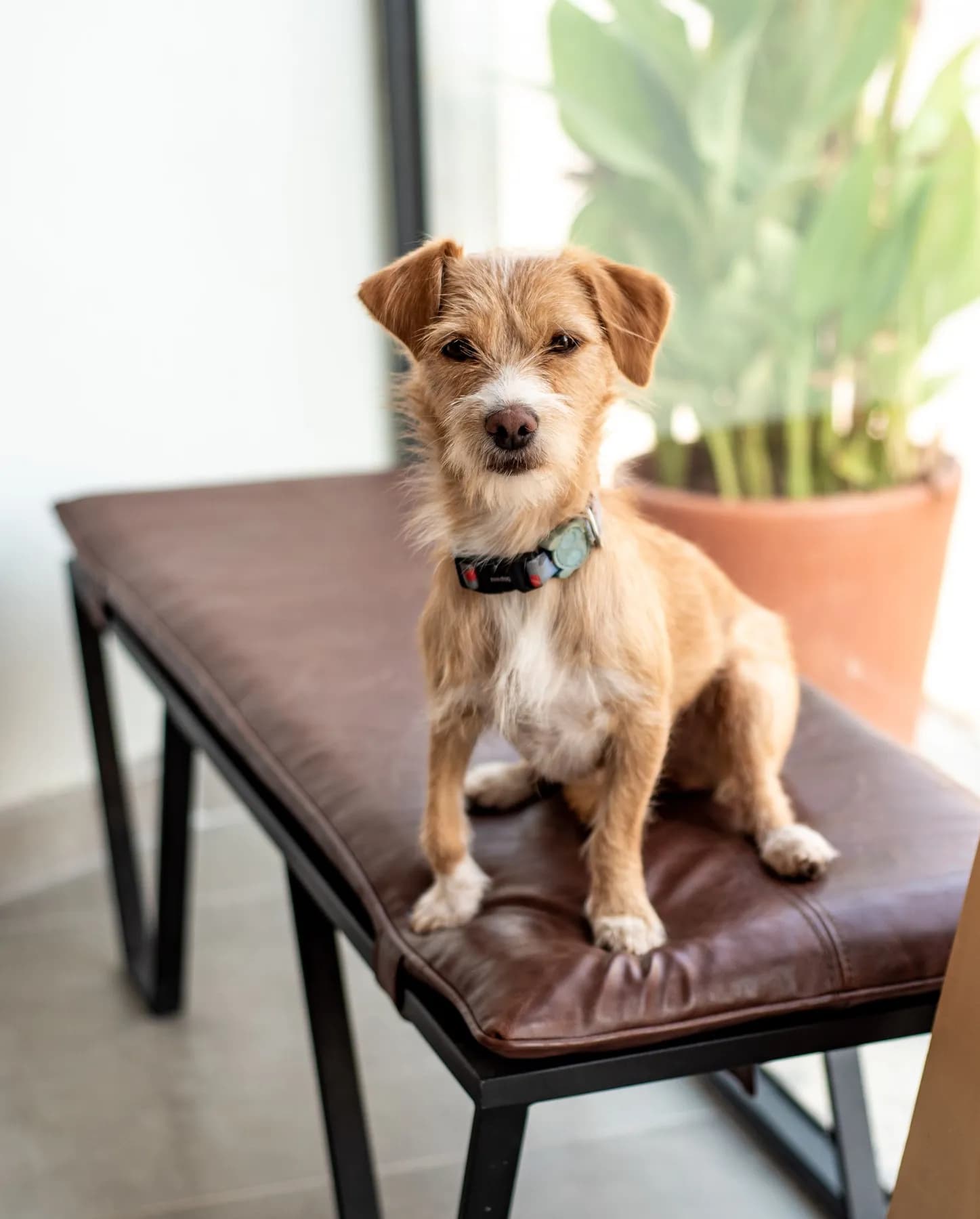 Chenab Pet Accessories