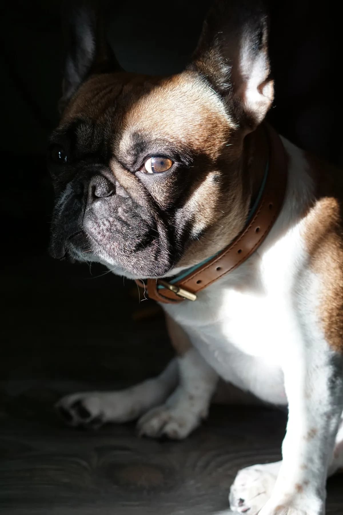Hunza Dog Collar