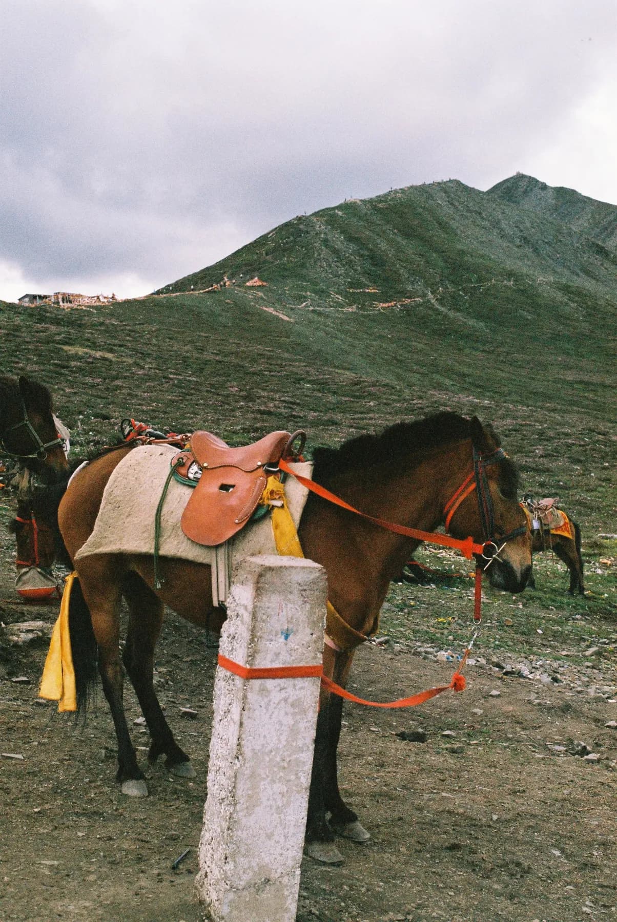 Indus Horse Saddle