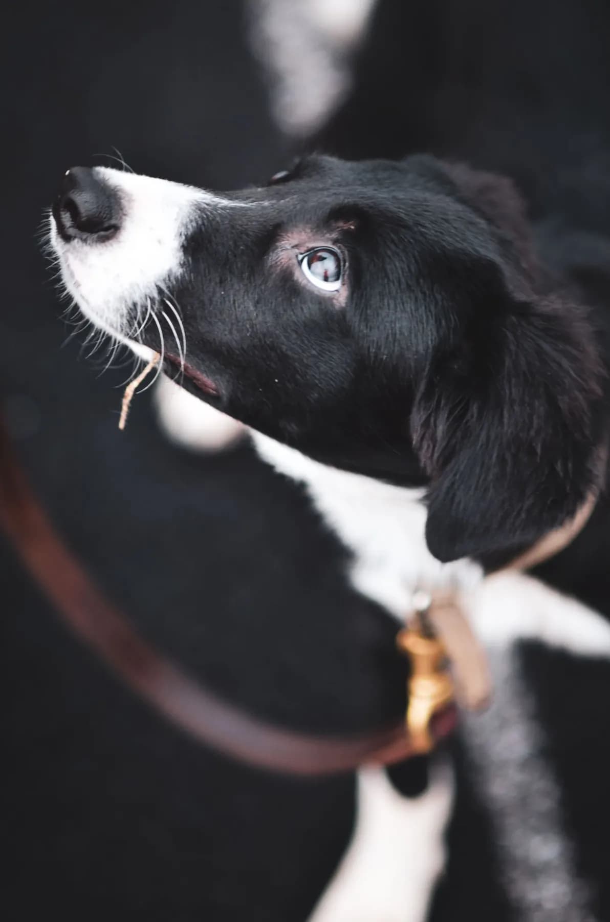 Margalla Dog Lead