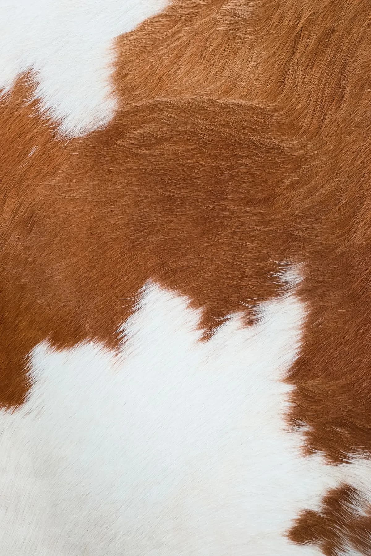Premium Goat Leather