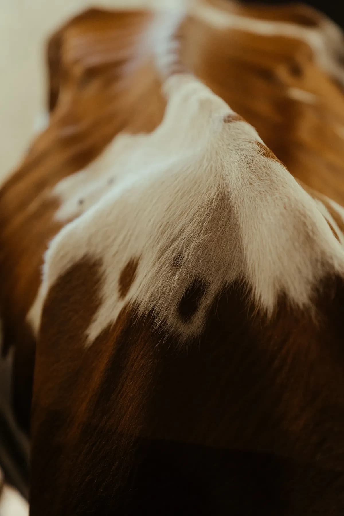 Premium Lambskin