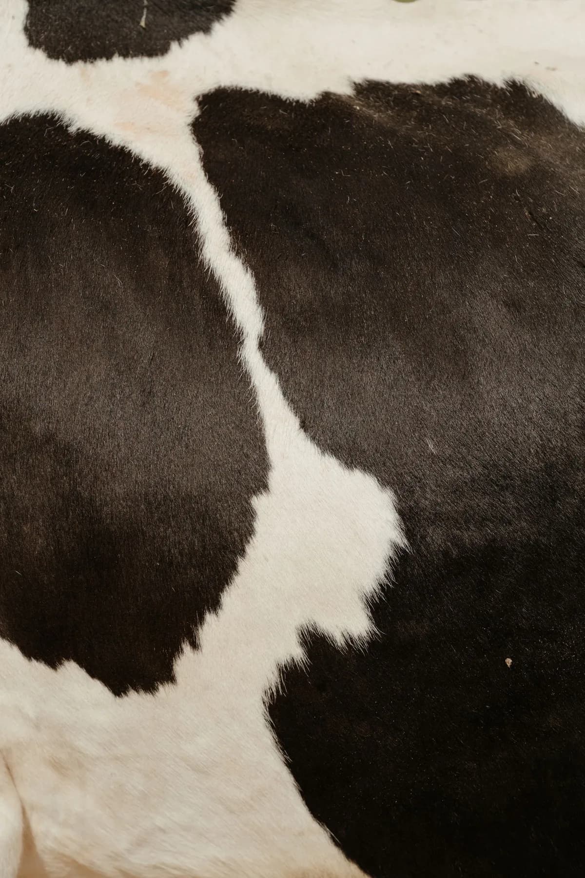 Premium Top-Grain Leather