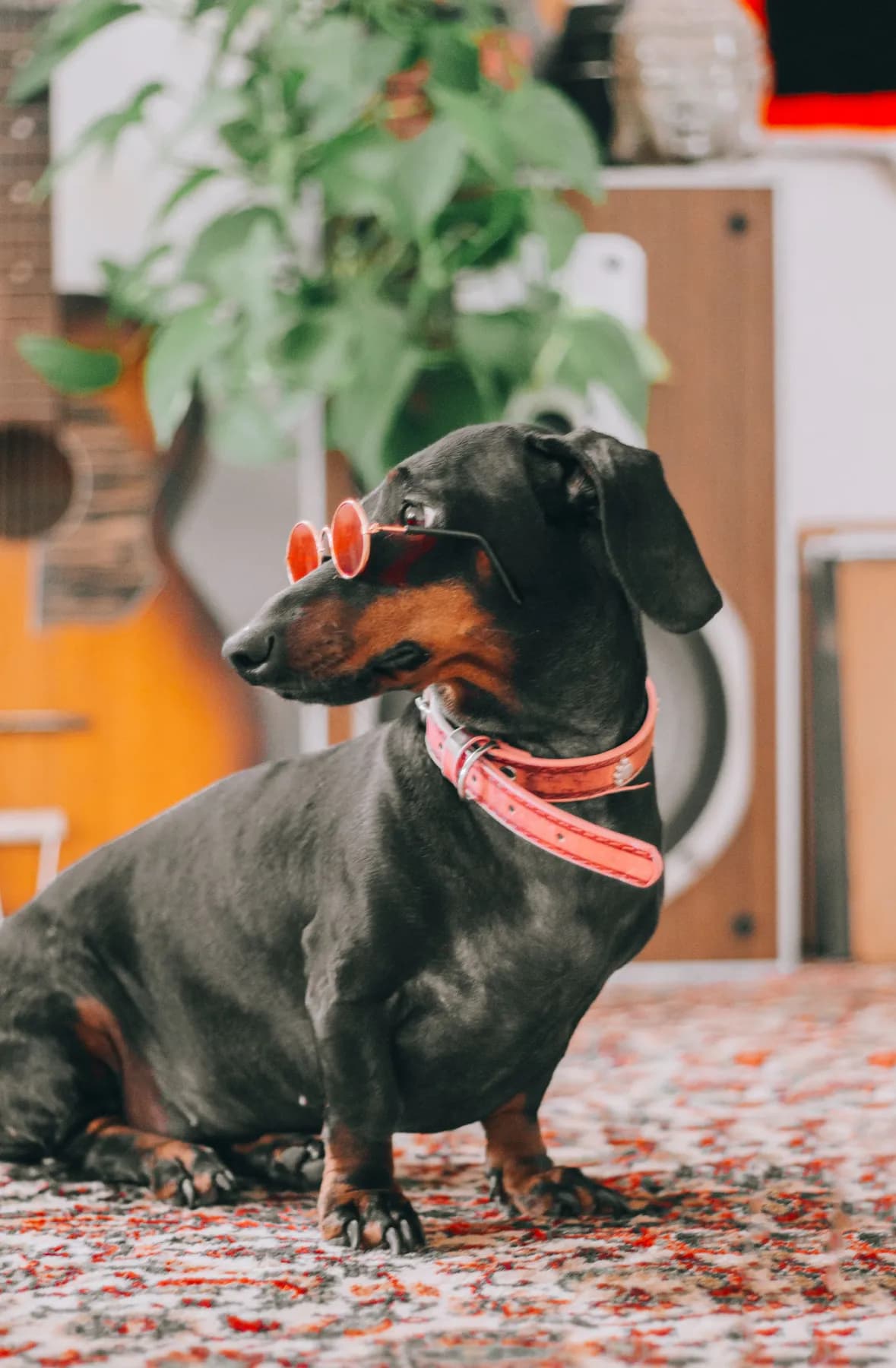 Skardu Dog Muzzle